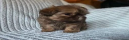Shih Tzu dogs for sale: Chocolate Shih Tzu Puppies - Advert 3