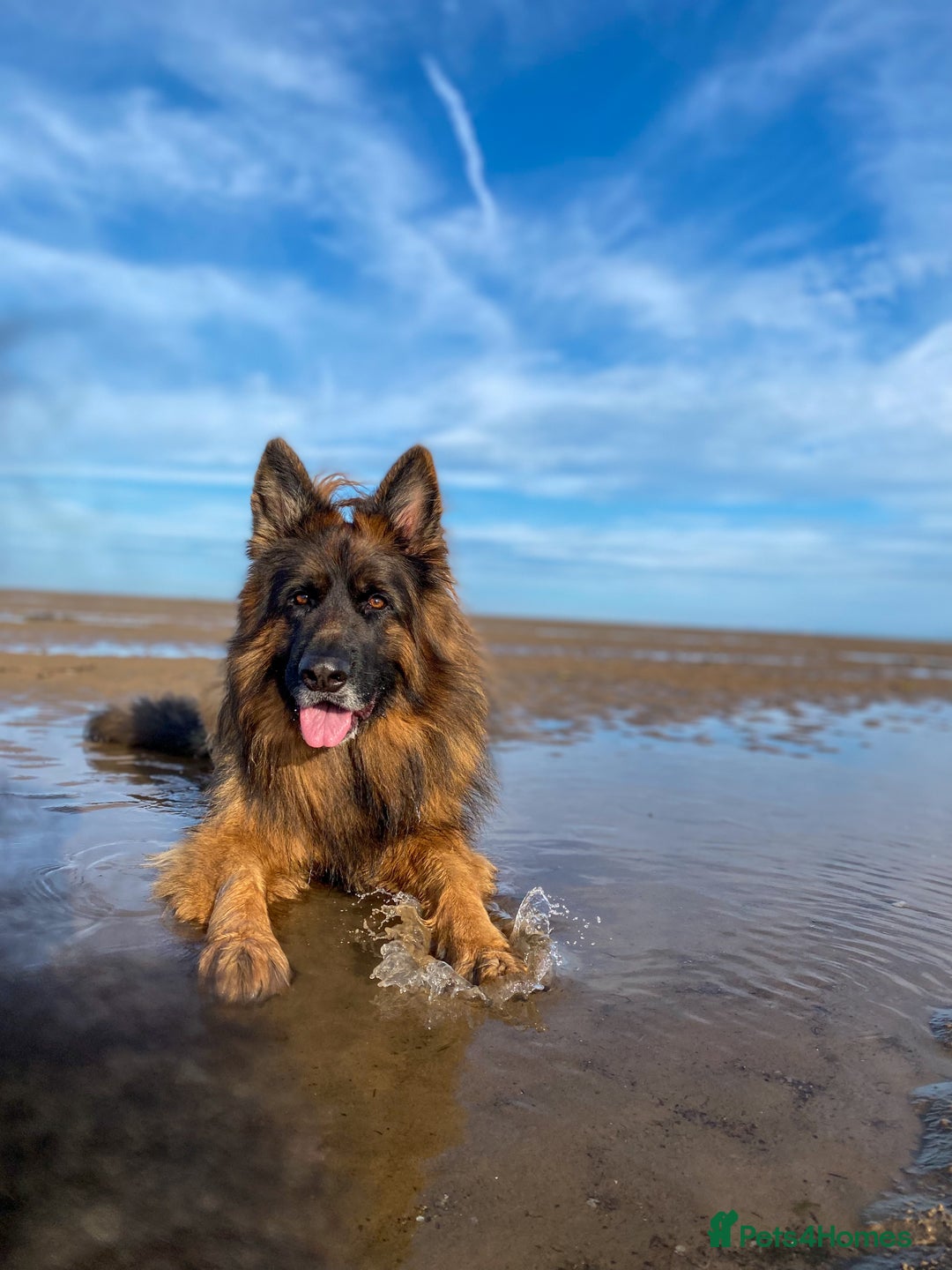 German Shepherd dogs for stud: ⭐️ Health tested, Proven, KC reg GSD ⭐️  - Advert 1