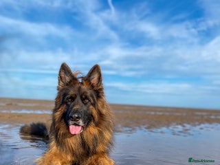 German Shepherd dogs ⭐️ Health tested, Proven, KC reg GSD ⭐️ - Advert 7