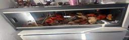 King Snake reptiles for sale: california kingsnake  in Nottingham - Advert 2