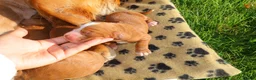 Cocker Spaniel dogs for sale: Beautiful Cocker spaniel puppies (working) - Advert 11