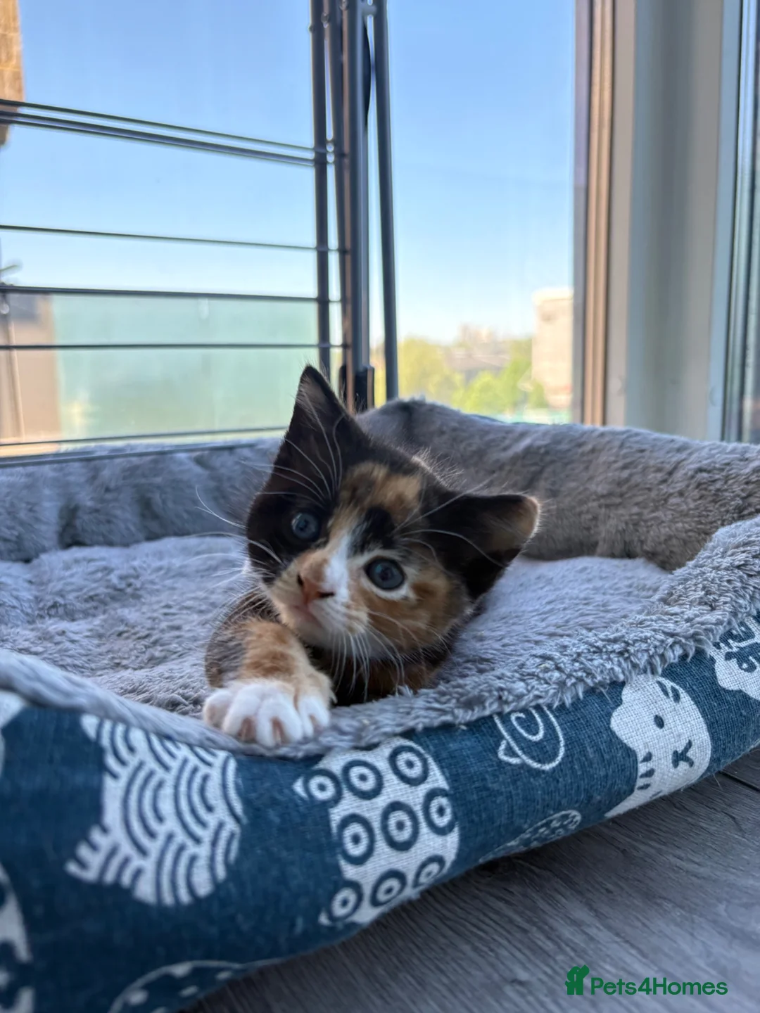 Domestic Shorthair cats for sale: kitten for sale in London - Advert 1