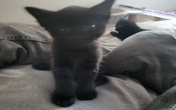 British Shorthair cats for sale: Black kittens  - Image 1