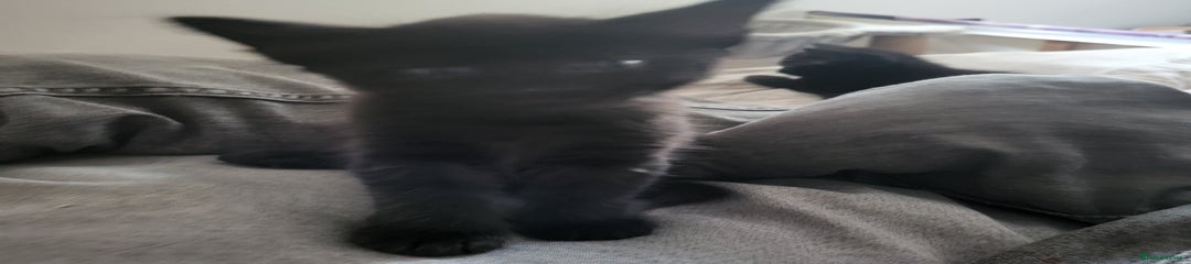 British Shorthair Kitten 1