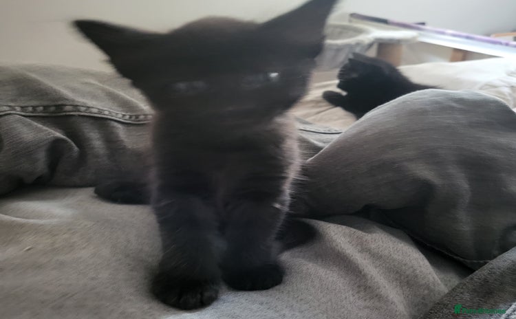 British Shorthair cats for sale - Advert 1