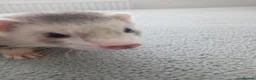 Ferret rodents for sale: Beautiful 11-week-old kits(Silver X Brown)  in Hamilton - Advert 4