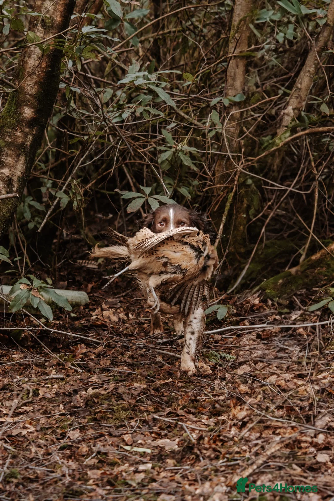 English Springer Spaniel dogs for stud: EXCEPTIONAL KC Reg springer spaniel stud in Accrington - Advert 10