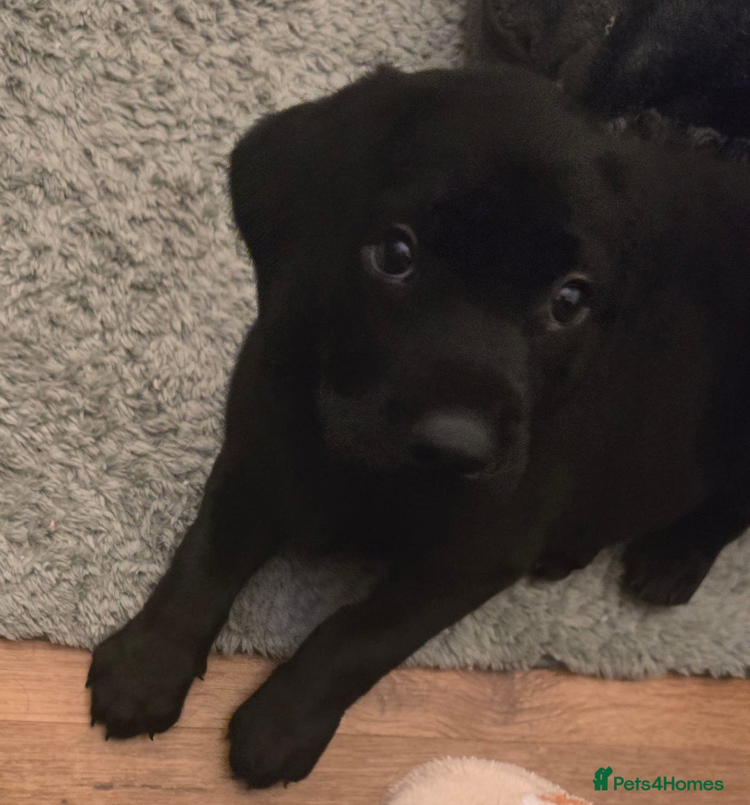 Labrador Retriever dogs for sale: Labrador puppies - Image 3