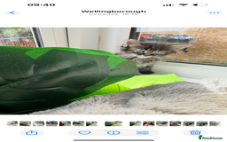 Toyger cats for sale: Agnieszka  - Image 2