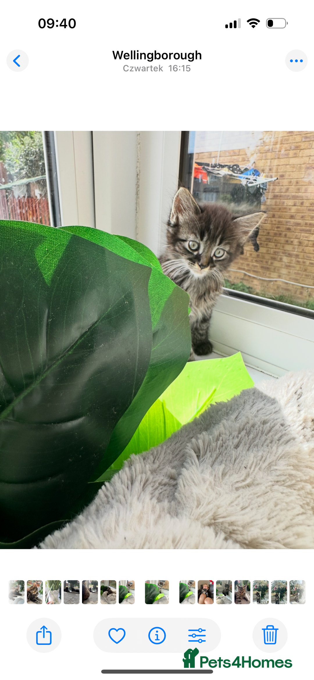 Toyger cats for sale: Agnieszka  - Image 2