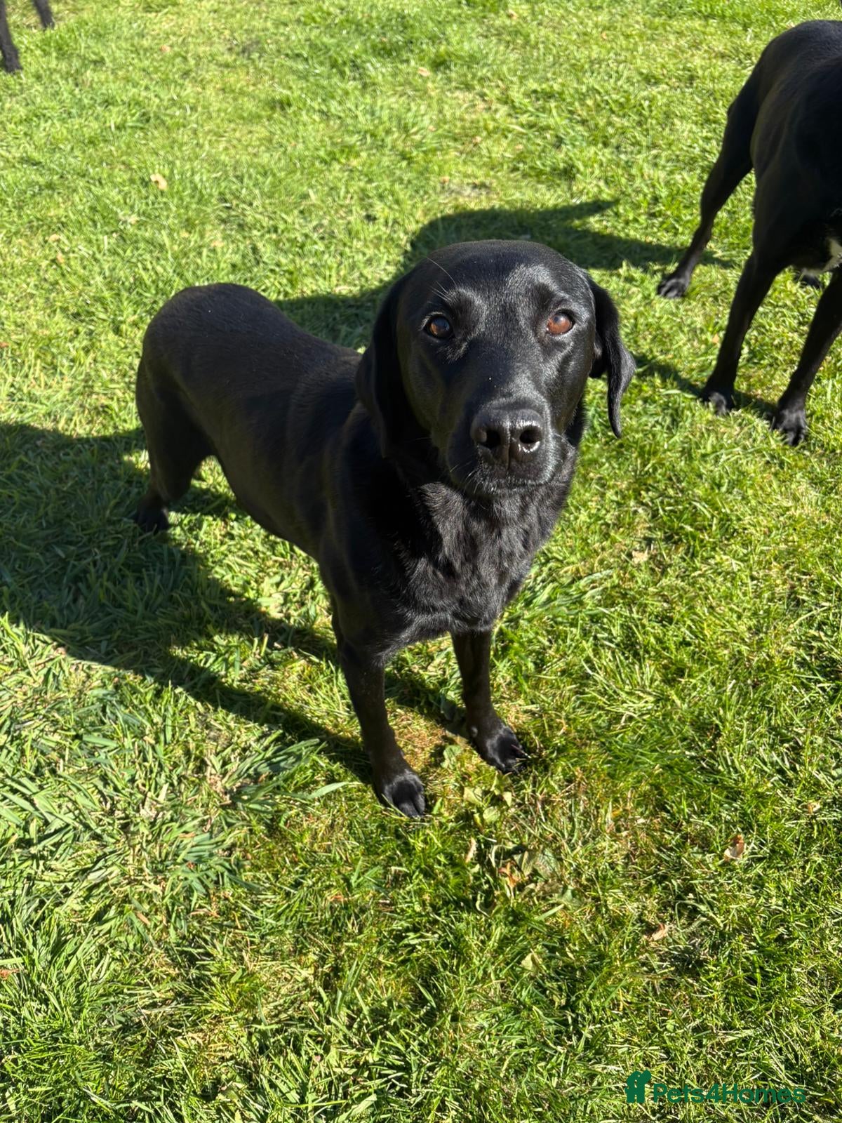 Labrador Retriever dogs Black labrador puppies KC registered. - Advert 6