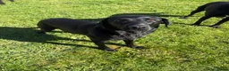 Labrador Retriever dogs for sale: Black labrador puppies KC registered. in Berwick-upon-Tweed - Advert 1