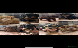 Cockapoo dogs for sale: F1b phantom/parti Cockapoos due Nov 25 - Image 1