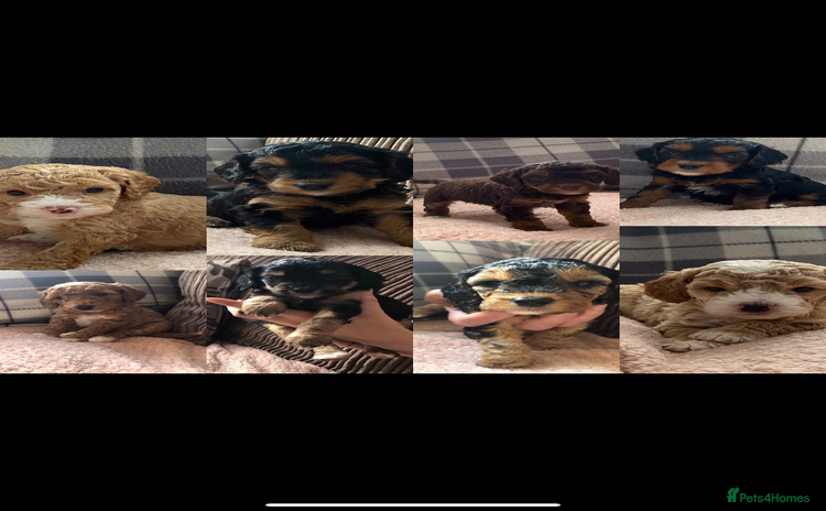 Cockapoo dogs - Advert 8