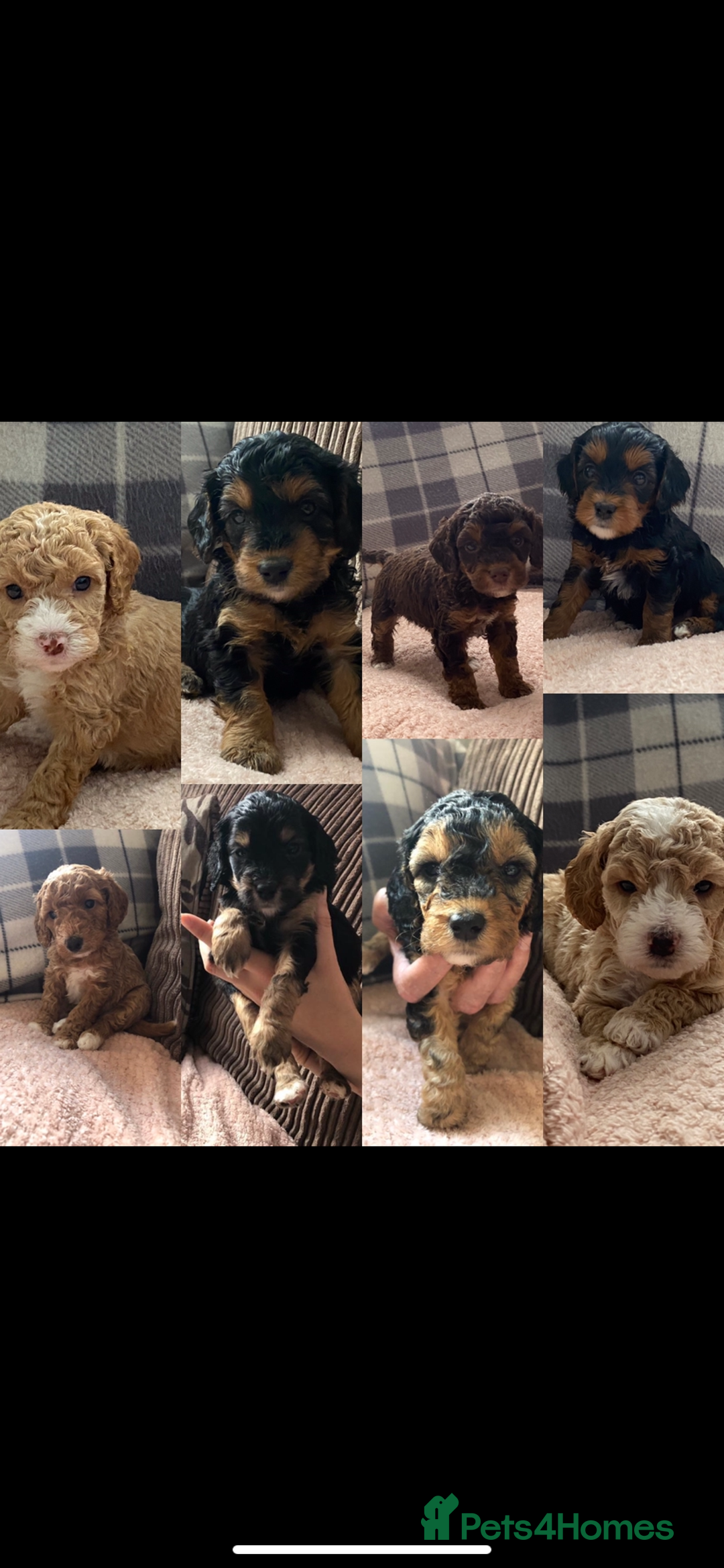 Cockapoo dogs for sale: F1b phantom/parti Cockapoos due Nov 25 - Image 1
