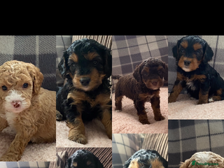 Cockapoo dogs - Advert 33