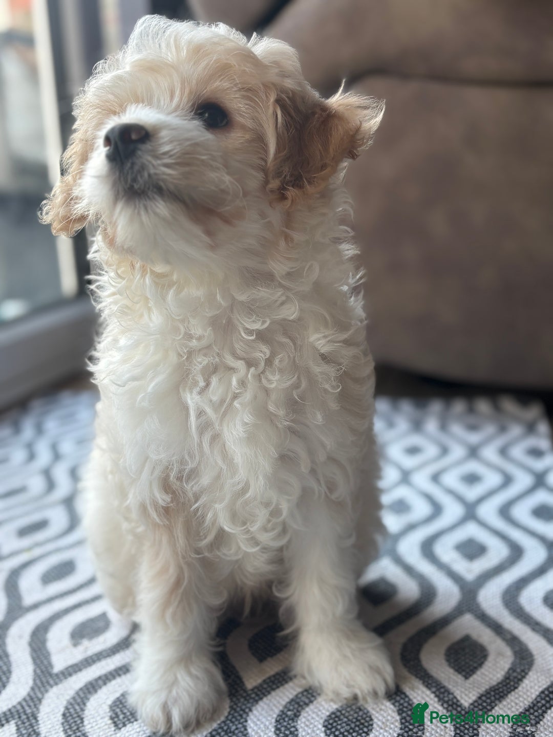 Mixed Breed dogs for sale: Peke-a-Chon puppies 🐶  - Advert 3