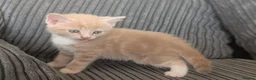 Domestic Shorthair cats for sale: 8 week old kittens - Advert 8