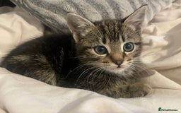 British Shorthair cats for sale: Beautiful kittens  - Image 7