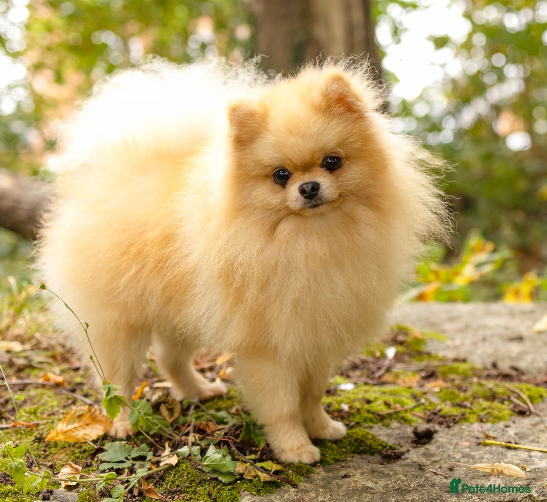 Pomeranian dogs for stud: Prince George Bridgeton 👑 - Image 15