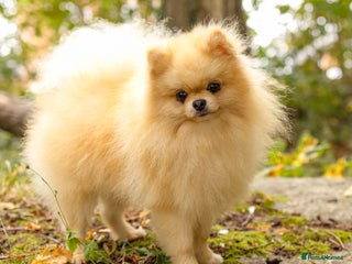 Pomeranian dogs - Advert 12