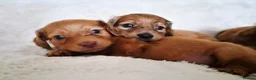 Miniature Dachshund dogs for sale: Longhair miniature dachshund puppys  - Advert 3