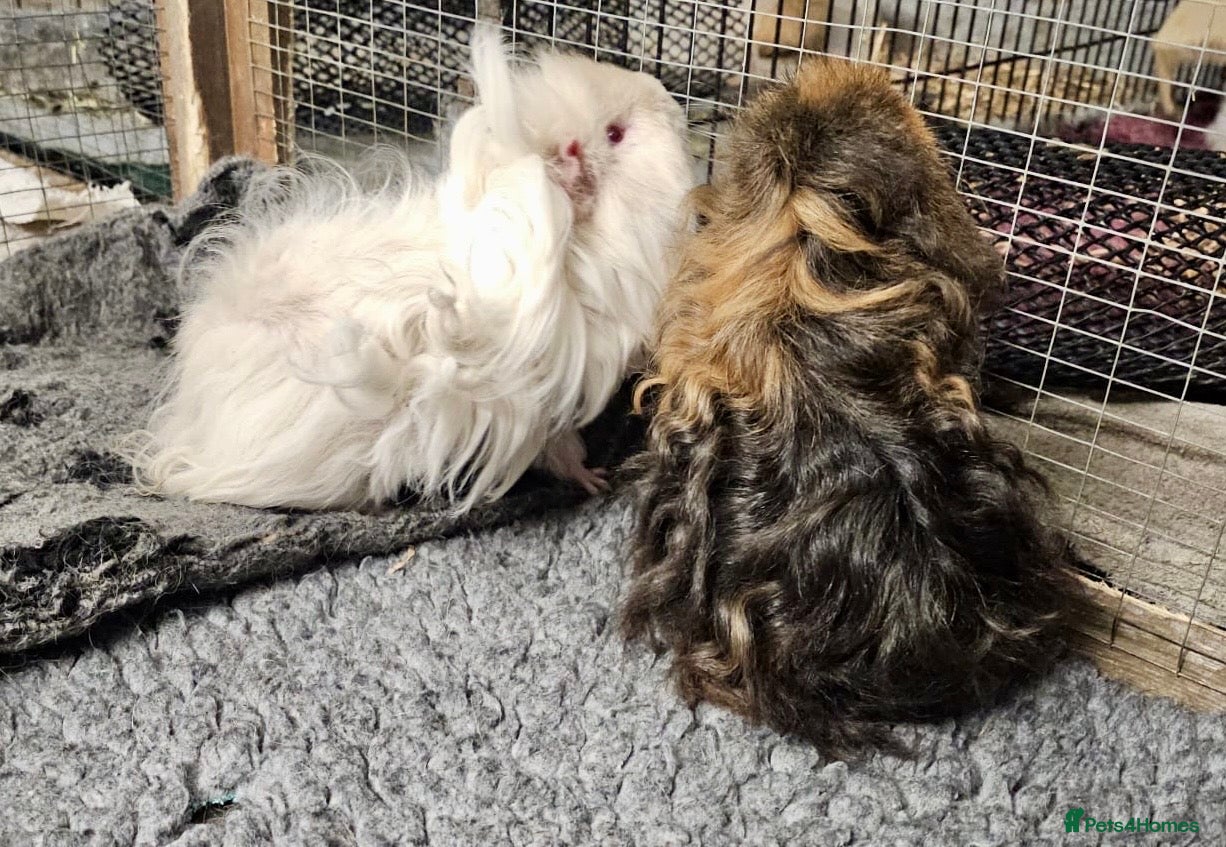 Guinea Pig rodents Bonded boar pedigree guinea pigs - Advert 3