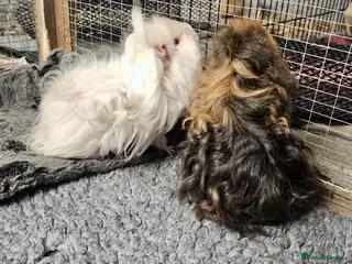 Guinea Pig rodents Bonded boar pedigree guinea pigs - Advert 3