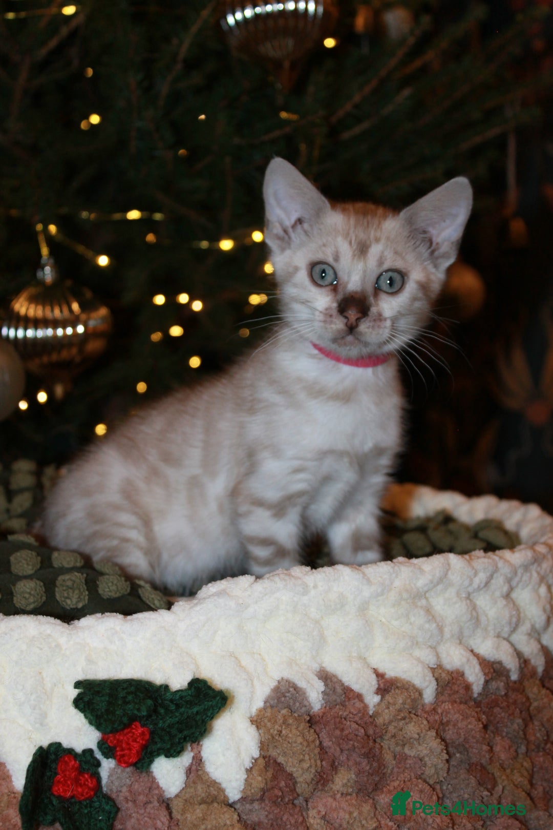 Bengal cats for sale: Last snow boy READY NOW  - Advert 20