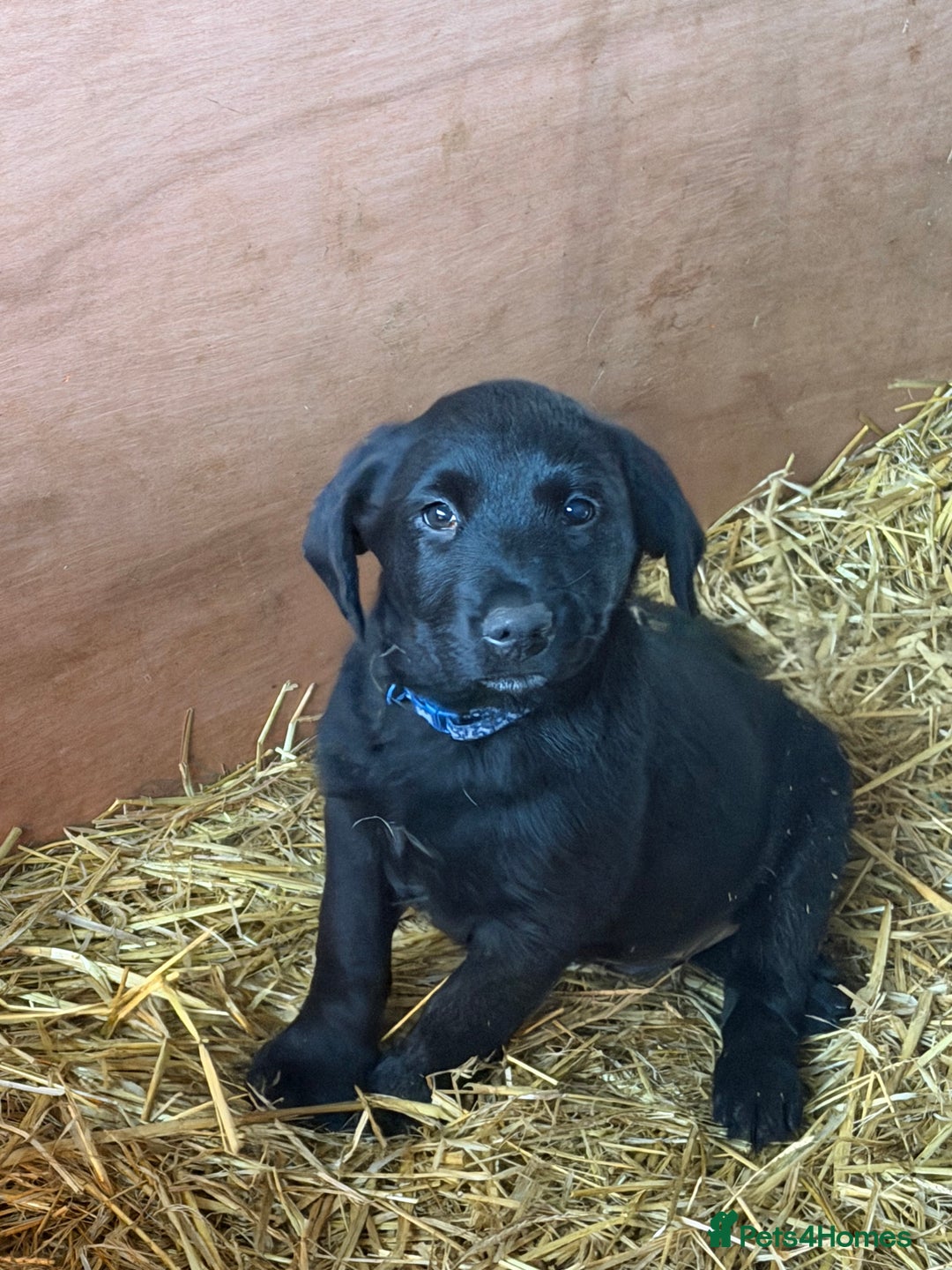Mixed Breed dogs for sale: Collie cross puppies - Advert 2