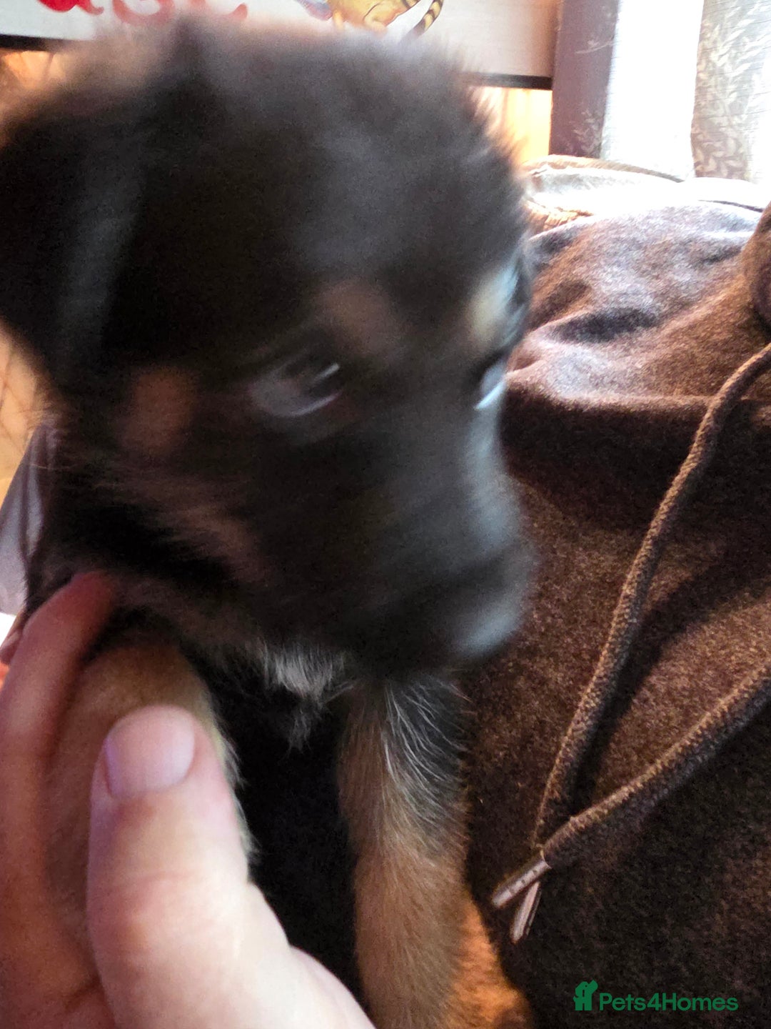 Mixed Breed dogs for sale: Pups fir sale  - Image 6