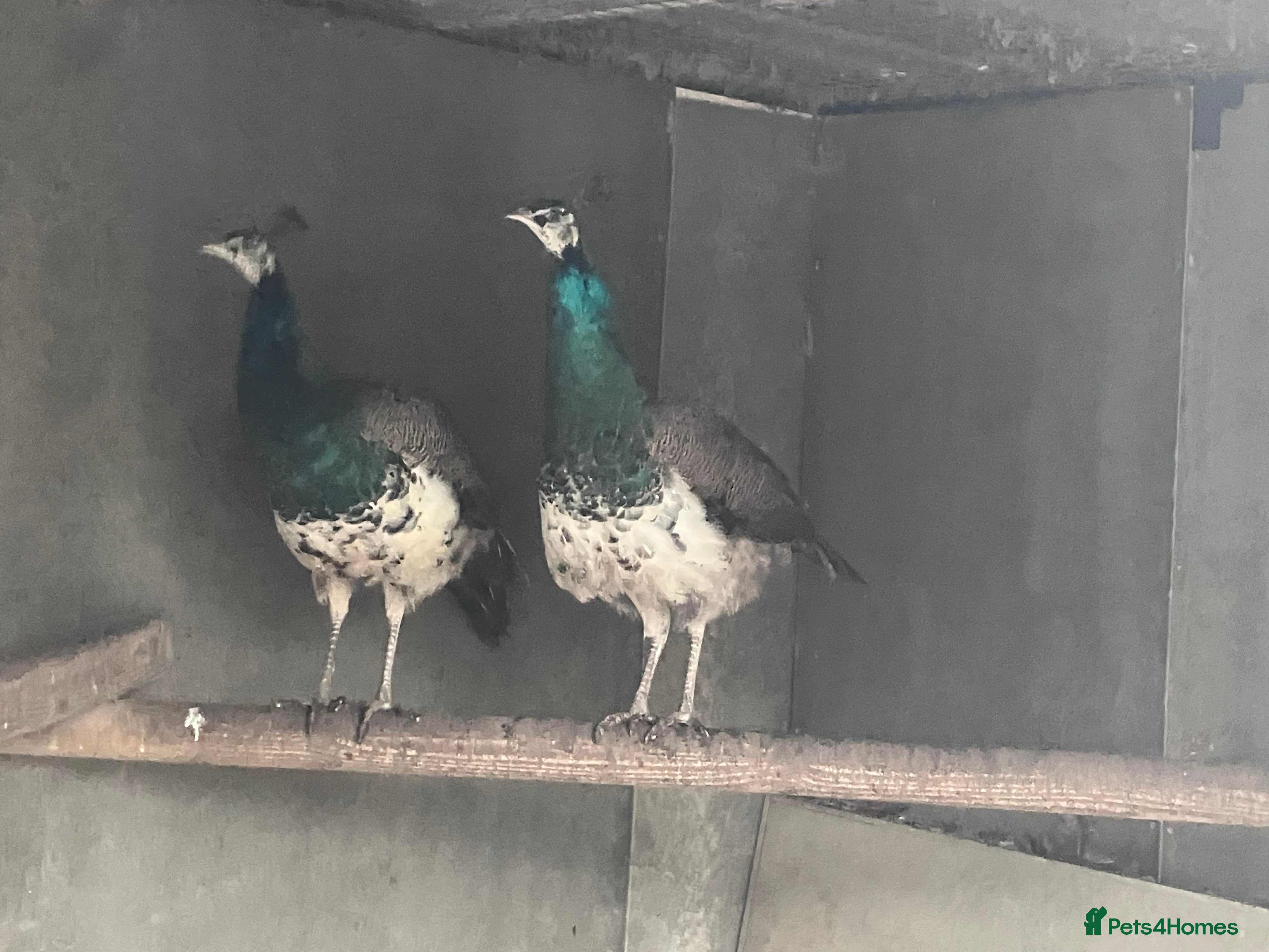 Peafowl poultry Indian blue pied - Advert 1