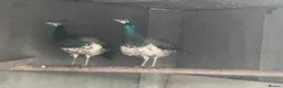 Peafowl poultry for sale: Indian blue pied - Advert 1