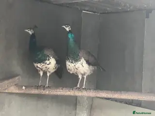 Peafowl poultry Indian blue pied - Advert 1