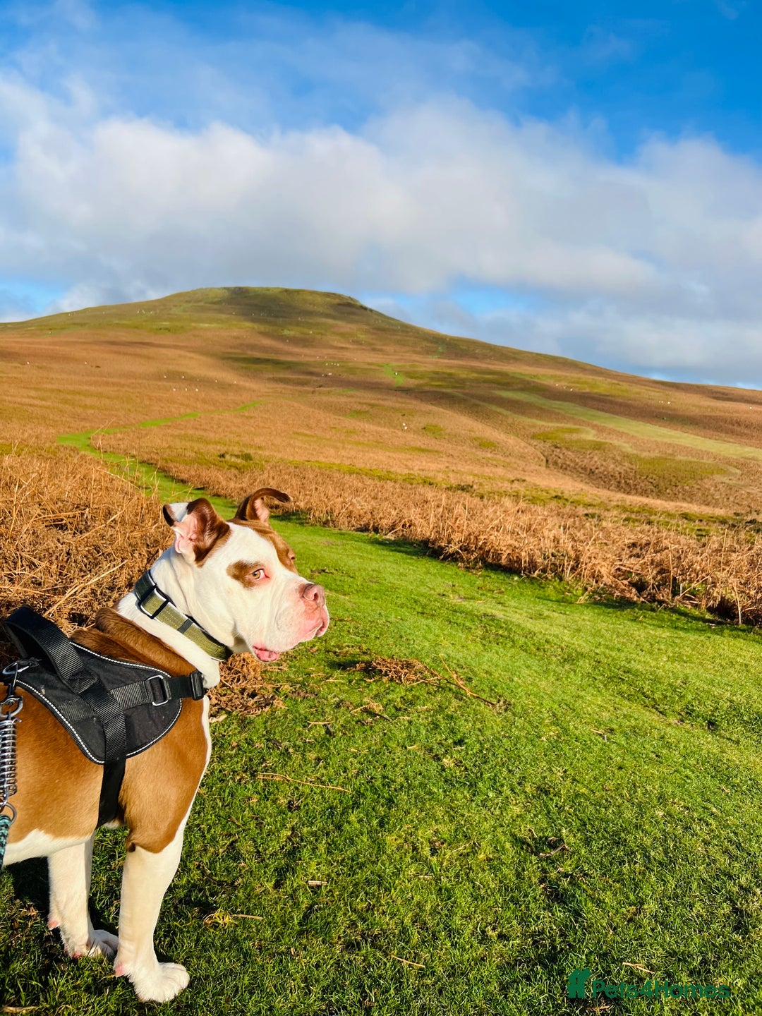 Dorset Olde Tyme Bulldogge dogs for sale: Reggie, looking for a loving family environment - Advert 10
