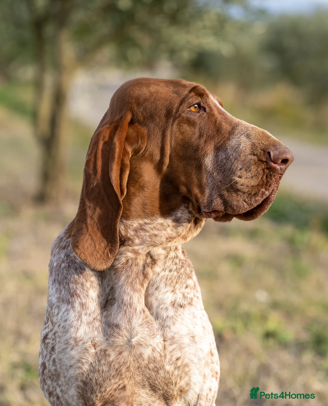 Bracco Italiano dogs for sale: One female puppy available for reservation  - Advert 21