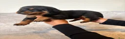 Rottweiler dogs for sale: Rottweiler Puppies 🏆 (IMP bloodline) - Advert 12
