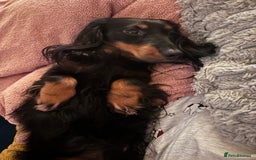 Miniature Dachshund dogs for sale: Long haired miniature dachshunds  - Advert 11