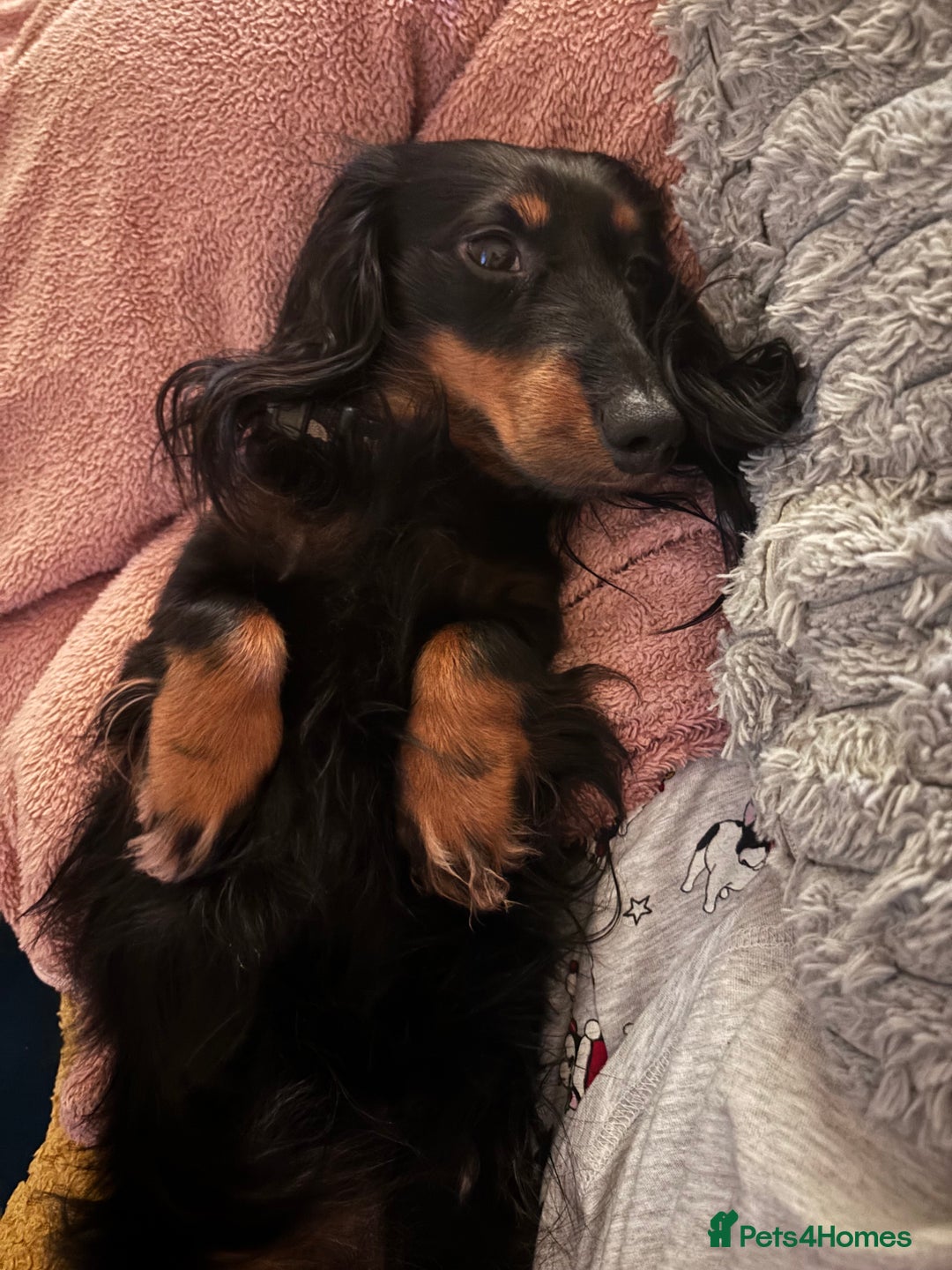 Miniature Dachshund dogs for sale: Long haired miniature dachshunds  - Advert 11