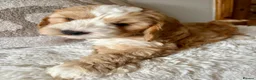 Mixed Breed dogs for sale: Gorgeous Doodle puppies  in Grantown-on-Spey - Advert 3