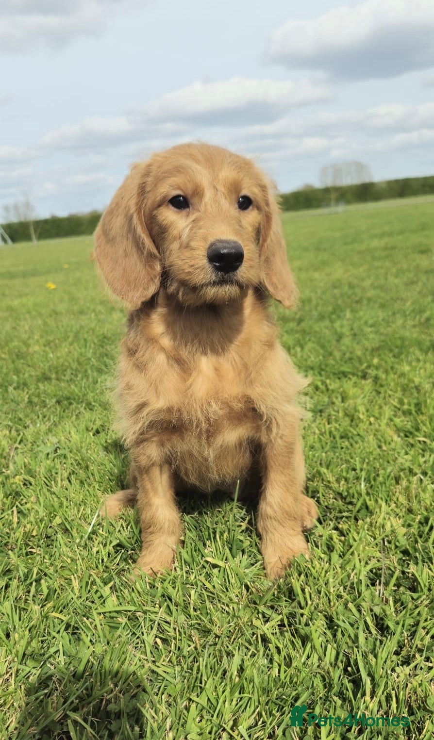 Labradoodle dogs Fully Health Tested F1 Miniature Labradoodle Pups - Advert 1