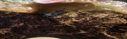 Scorpions invertebrates for sale: Asian forest scorpion  in Belper - Advert 6