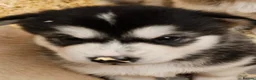 Alaskan Malamute dogs for sale: KC malamute puppies rare colours,exceptional lines - Advert 9