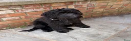 Cockapoo dogs for sale: Cockapoo in Royston - Advert 2