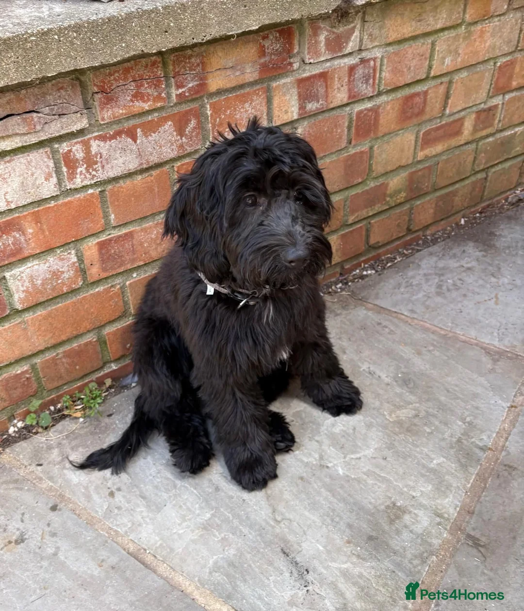 Cockapoo dogs for sale: Cockapoo in Royston - Advert 2