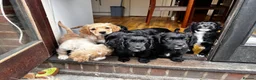 Mixed Breed dogs for sale: Stunning French bulldog/Pomeranian x Cocker  in London - Advert 7