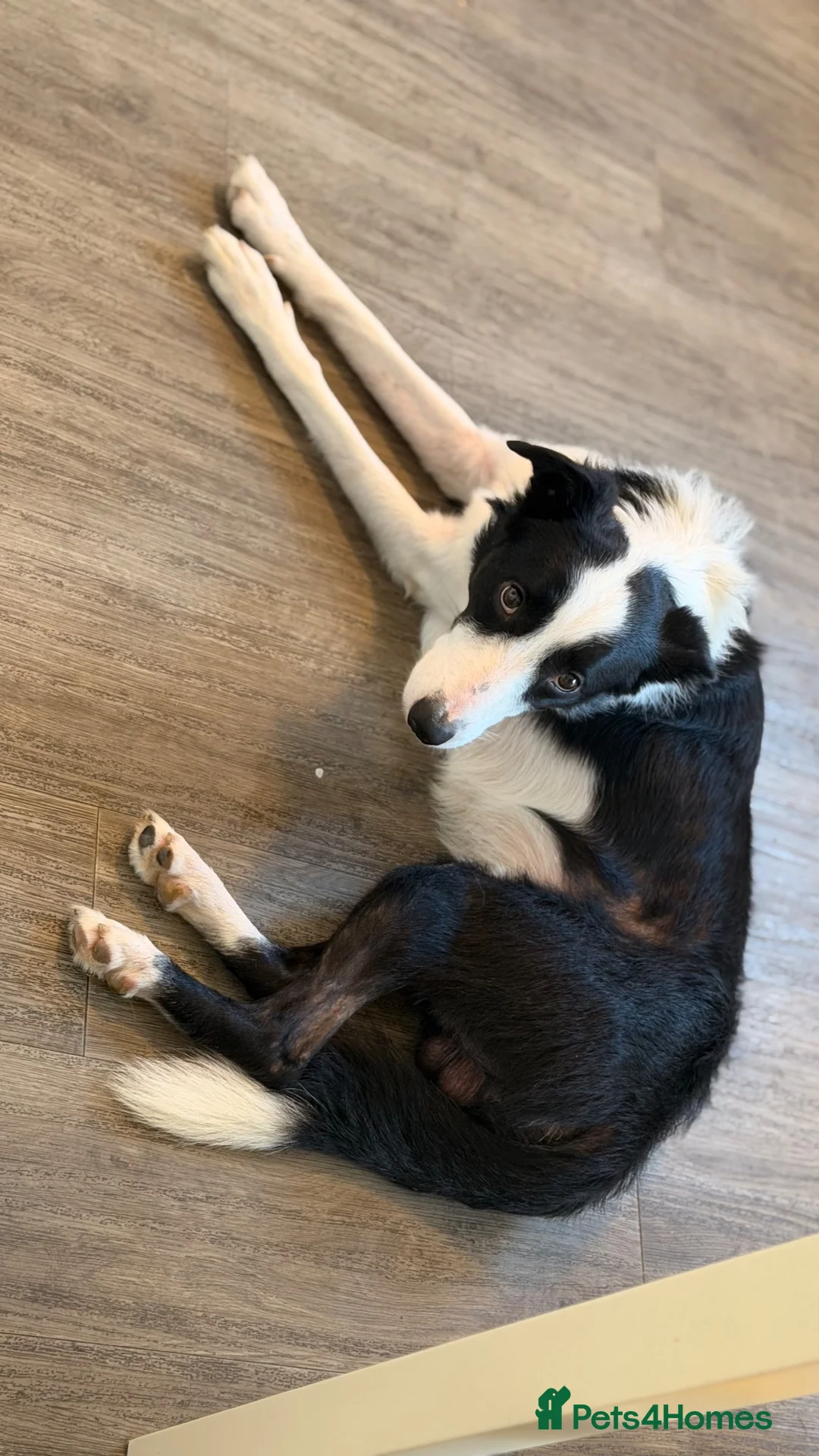 Border Collie dogs for sale: Almost 3 year old Border collie for sale  - Advert 2