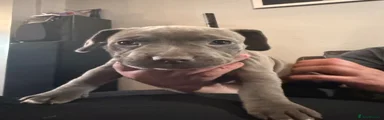 Mixed Breed Puppy 6