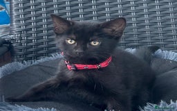 Mixed Breed cats for sale: 6 beautiful kittens ready for their forever homes - Image 5