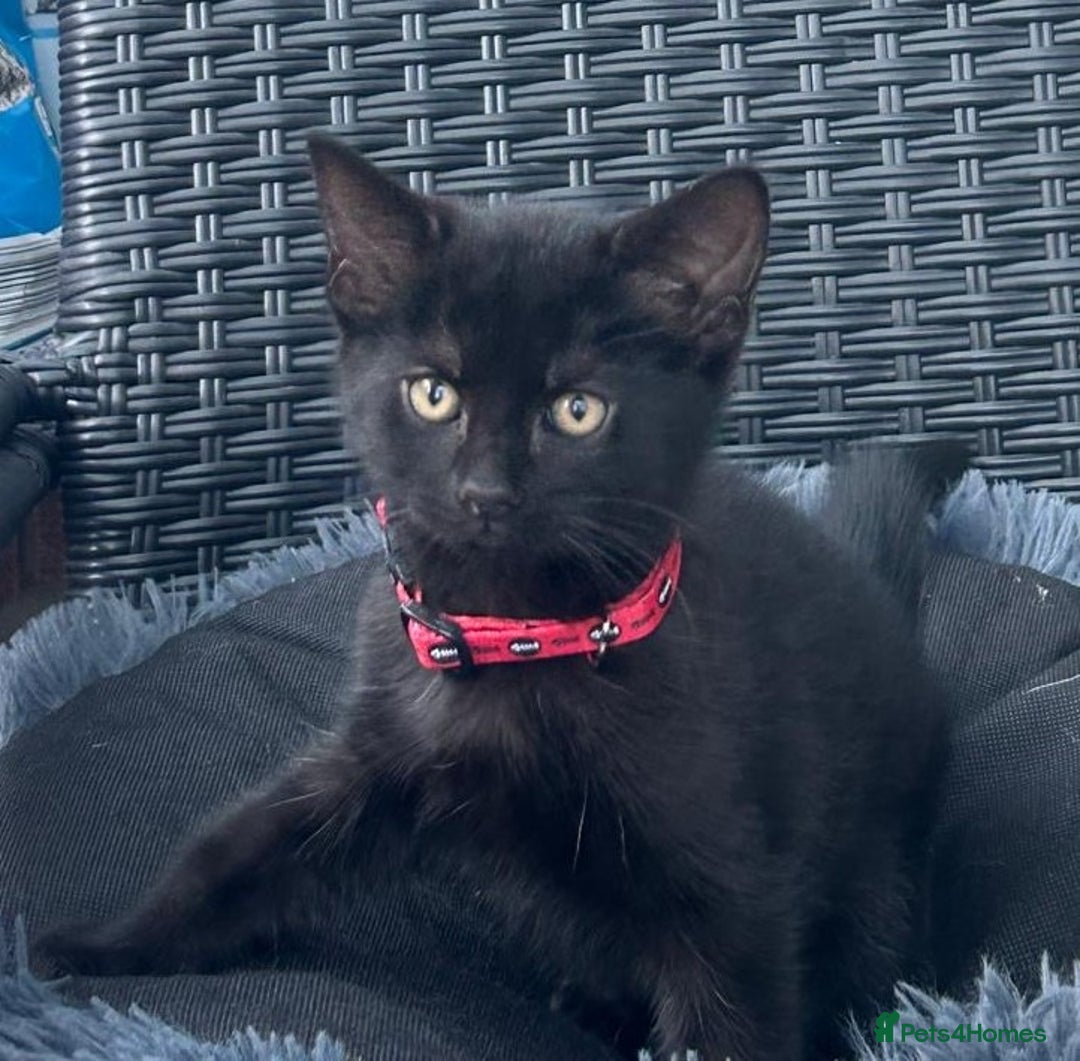Mixed Breed cats for sale: 6 beautiful kittens ready for their forever homes - Image 5